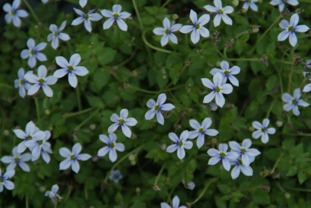 Isotoma fluviatilis bestellen